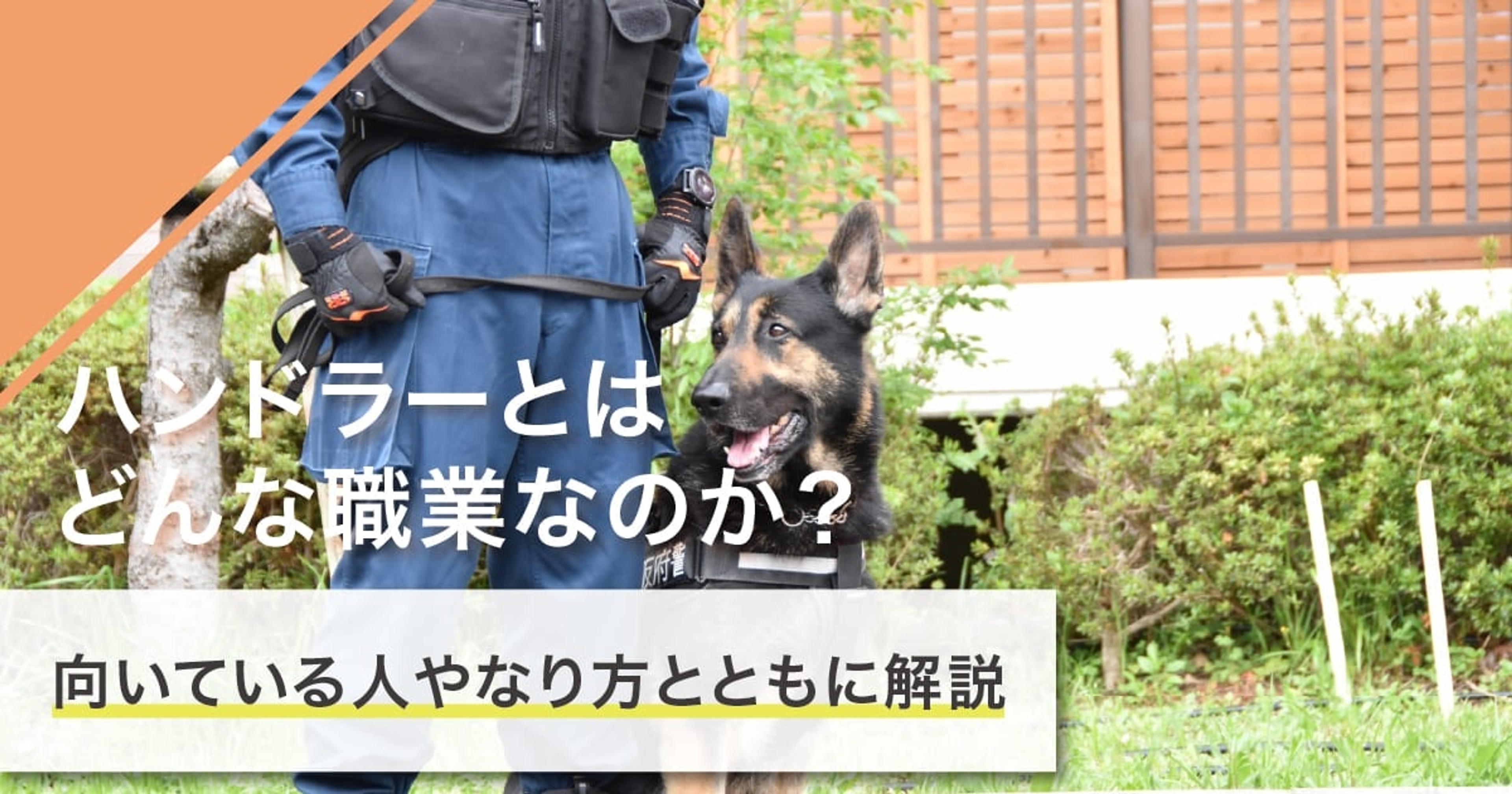 ハンドラーになるには？なり方・必要な資格・仕事内容を解説