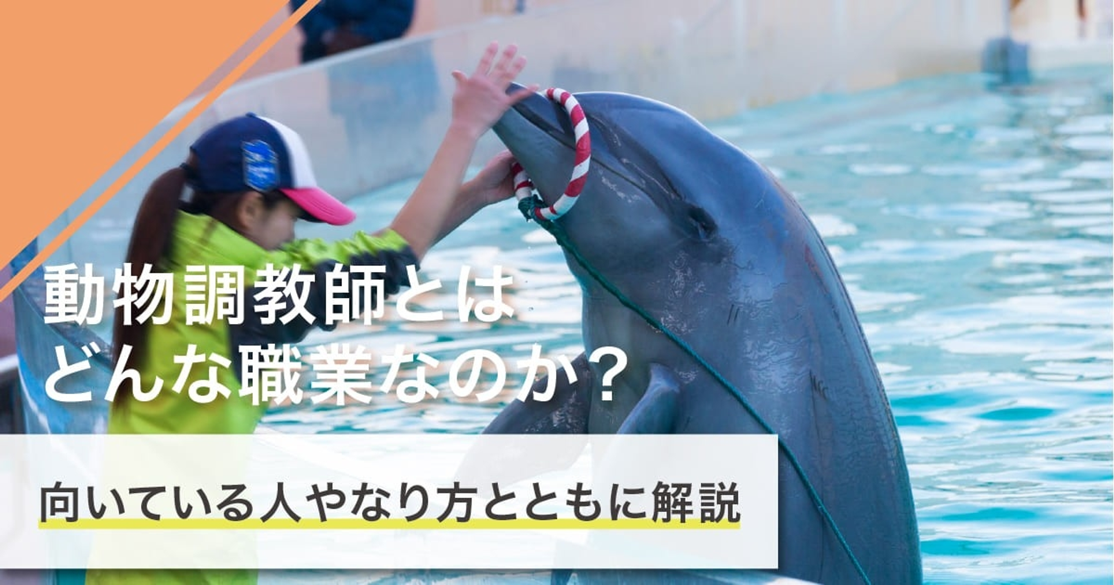 動物調教師になるには？なり方・必要な資格・仕事内容を解説