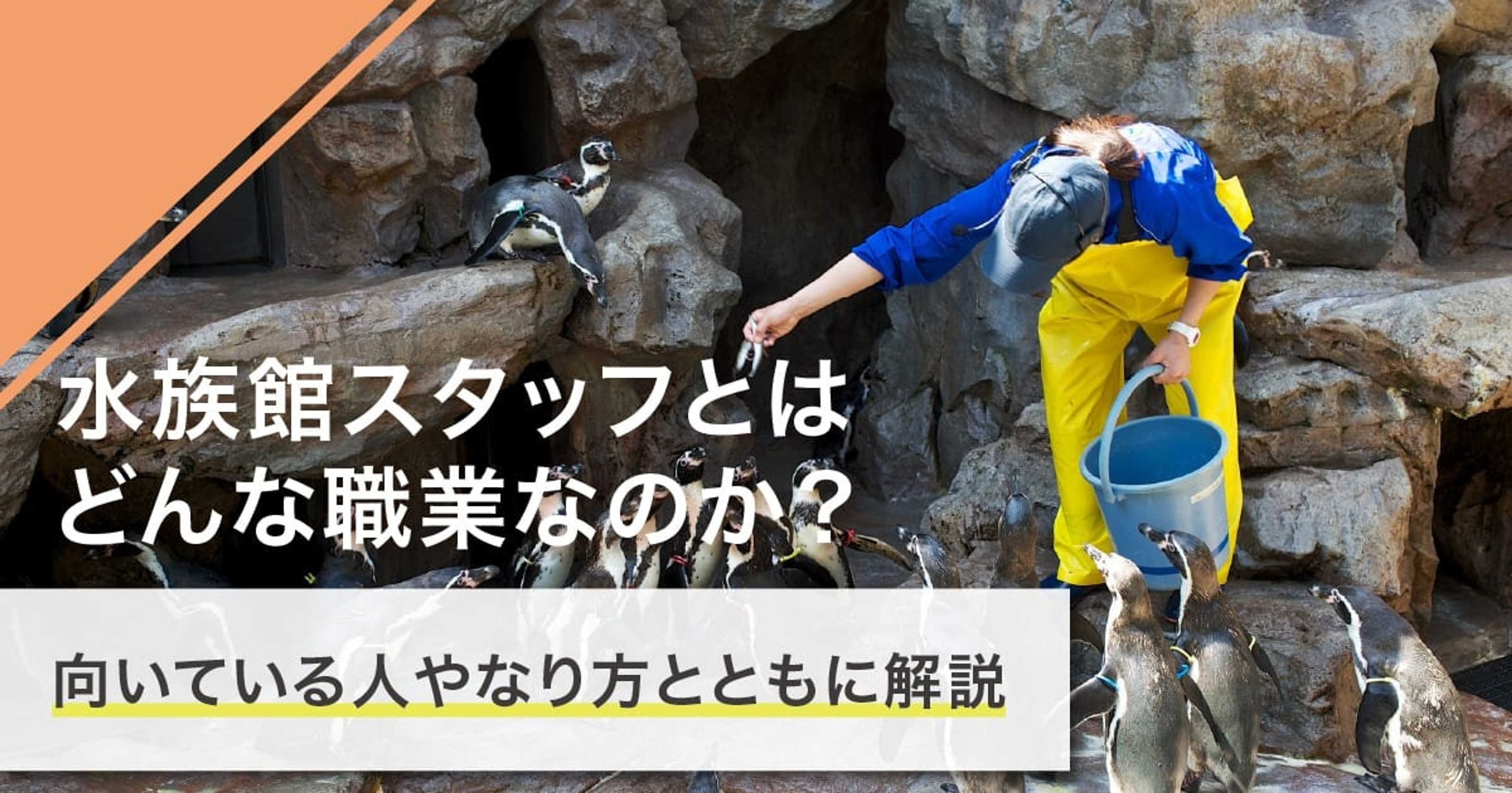 水族館スタッフになるには?なり方・必要な資格・仕事内容を解説 水族館スタッフになるには?なり方・必要な資格・仕事内容を解説