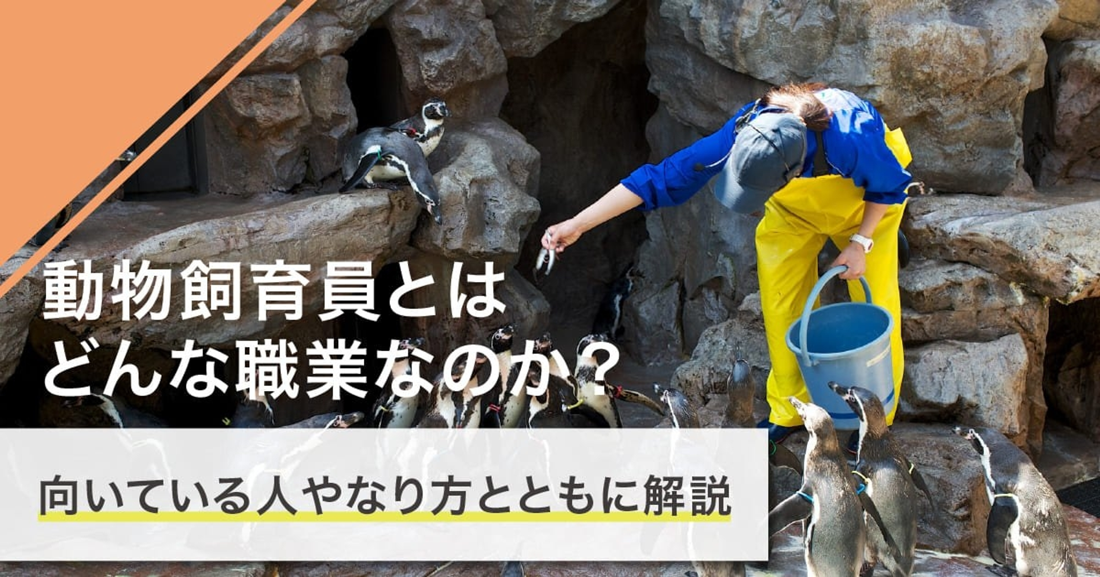動物飼育員（動物飼育係）になるには？なり方・必要な資格・仕事内容を解説