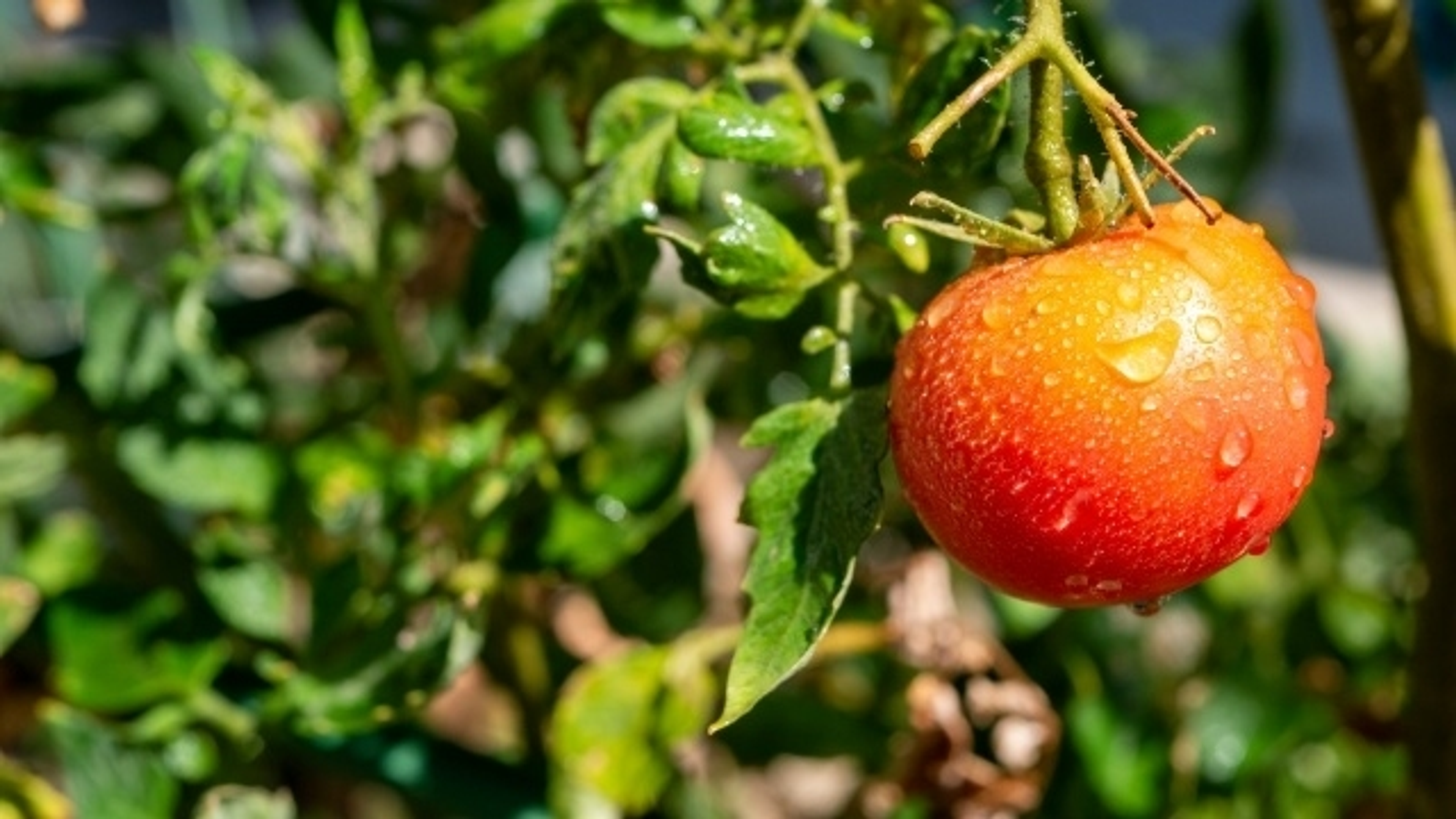 追手門学院大学