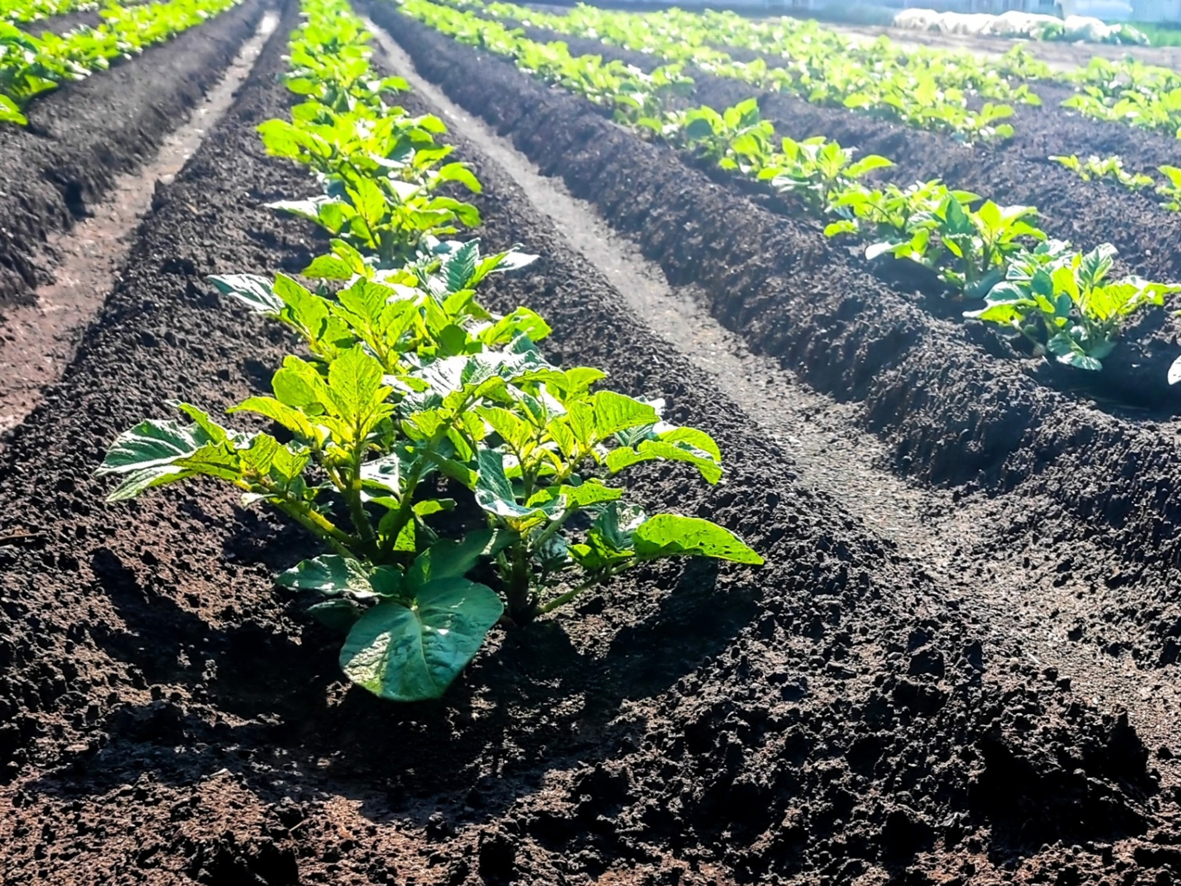 研究室紹介【土壌学研究室/嶋津 龍登さん】 研究室紹介【土壌学研究室/嶋津 龍登さん】