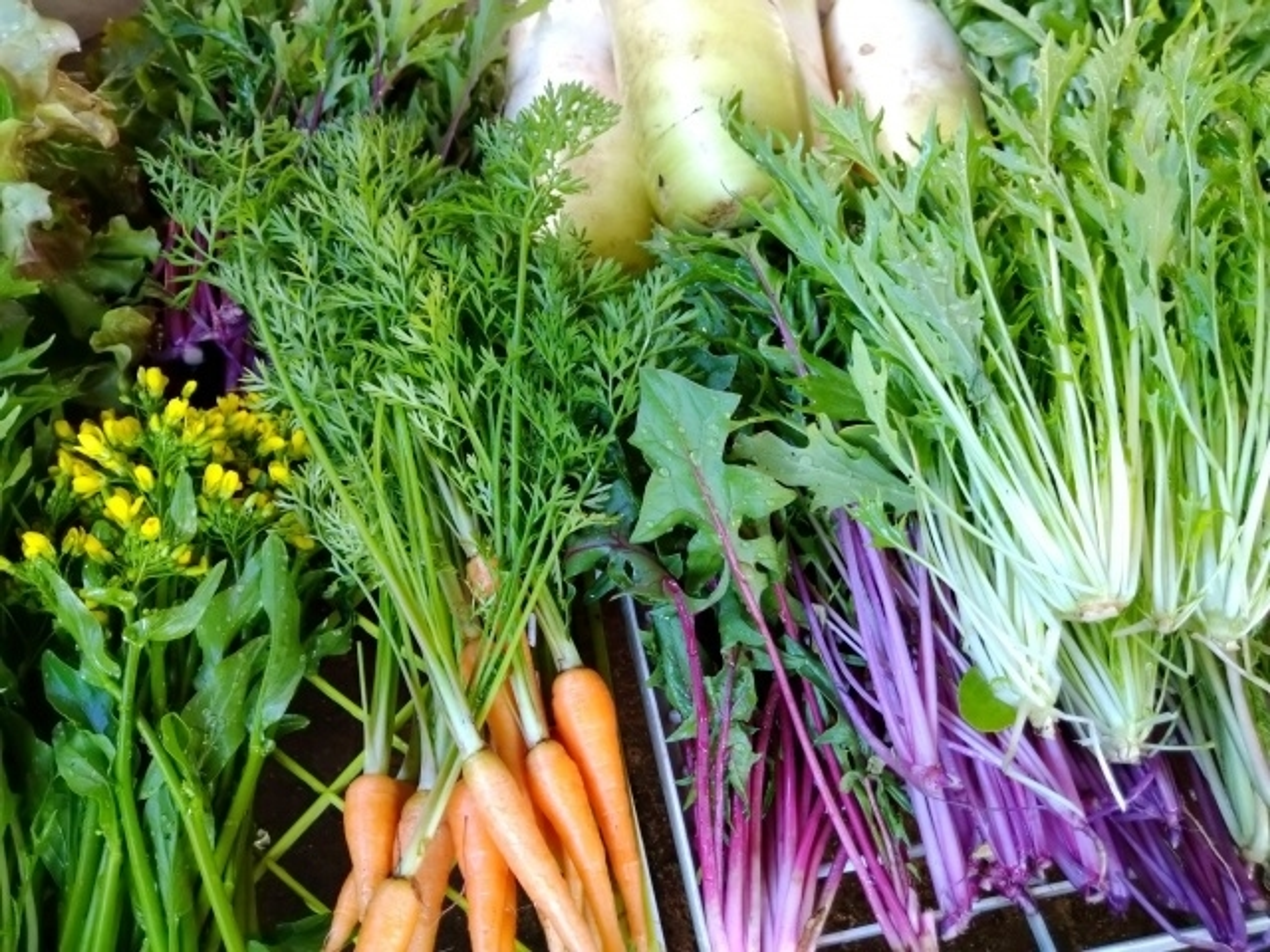 経済・経営・マーケティング視点からの食農総合教育