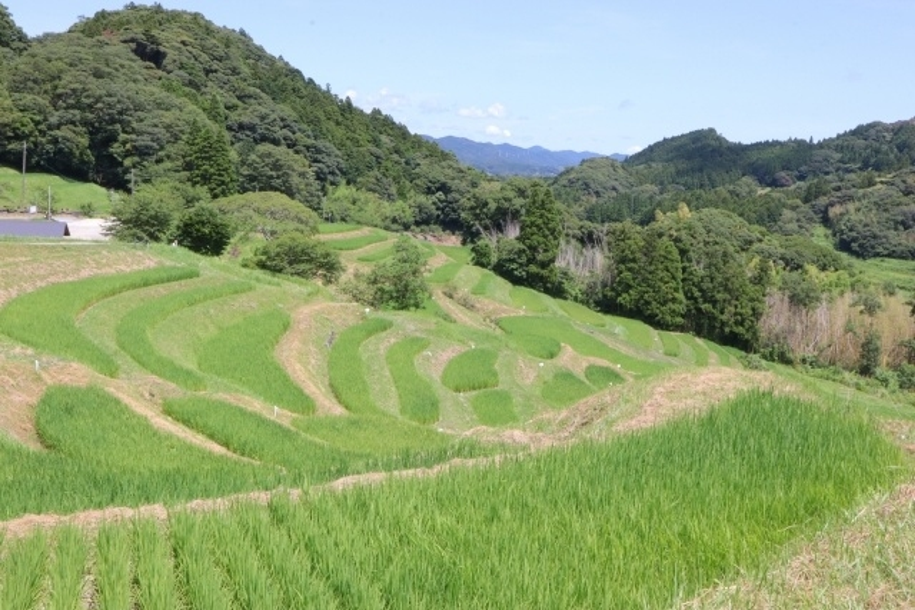 近畿大学 近畿大学