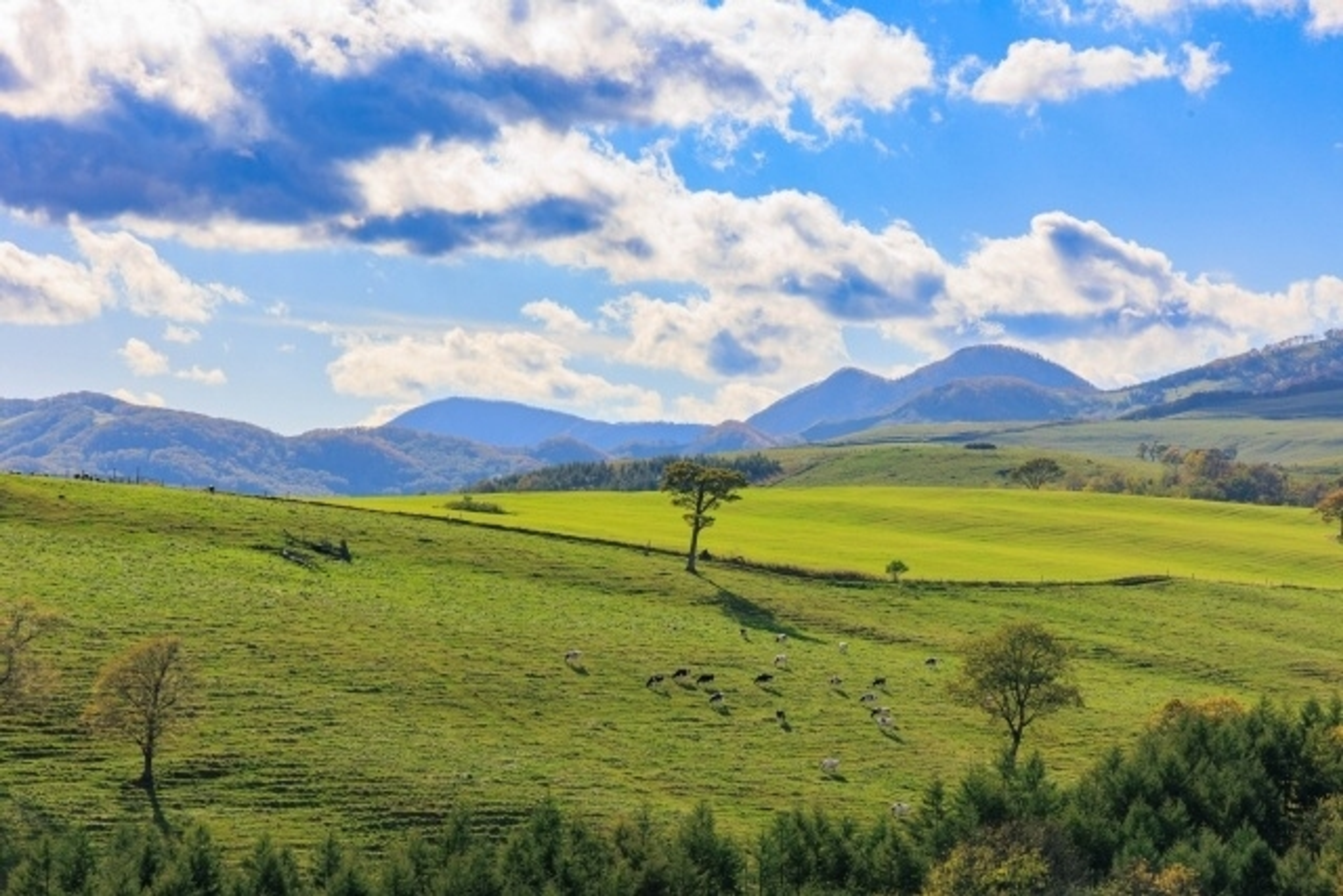酪農学園大学 酪農学園大学