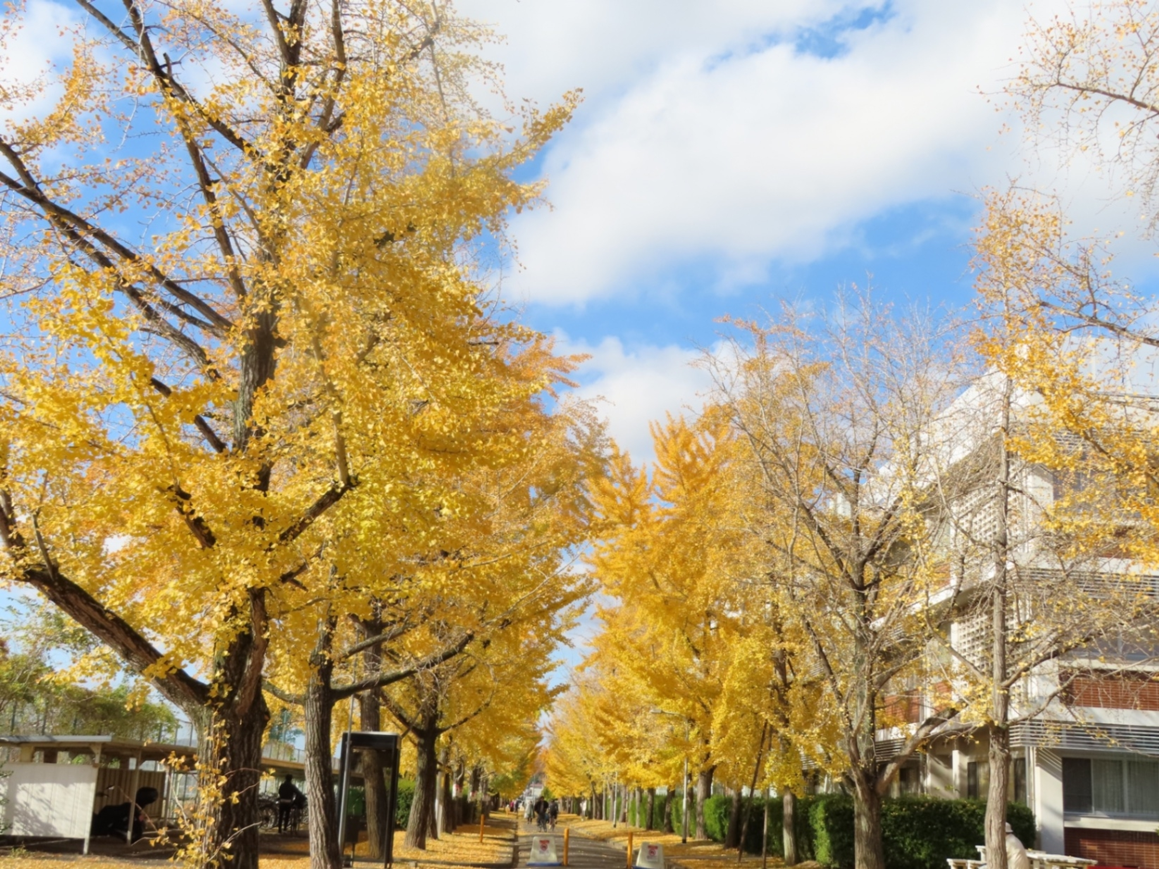 岡山大学 岡山大学
